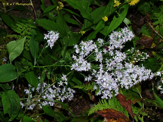 {Symphyotrichum cordifolium}